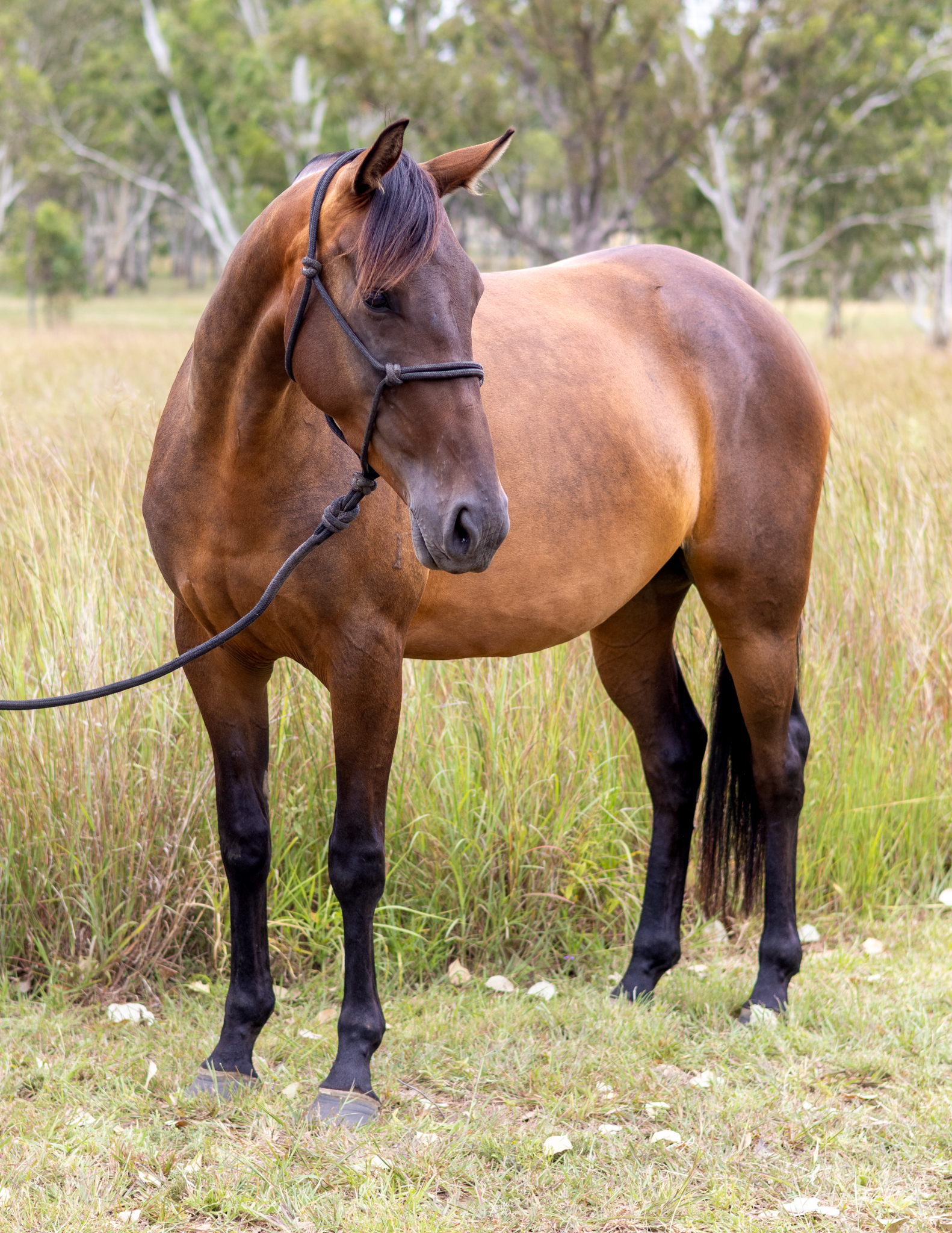 stallion image